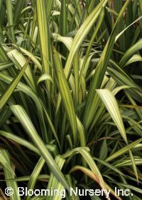 Phormium 'Wings of Gold'